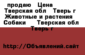 продаю › Цена ­ 8 000 - Тверская обл., Тверь г. Животные и растения » Собаки   . Тверская обл.,Тверь г.